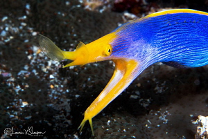 Male ribbon eel/Photographed with a Canon 60 mm macro len... by Laurie Slawson 